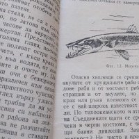 Опасни морски животни - Койка Александрова, снимка 4 - Българска литература - 42757311
