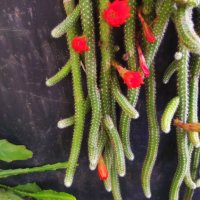 Цъфтящи кактуси и сукуленти, снимка 10 - Стайни растения - 34958811