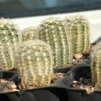 Кактуси Echinocereus Reichenbachii sp Reichenbachii, снимка 6 - Градински цветя и растения - 44320140