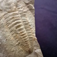 Фосил на Perrector Falloti - период Камбрий, снимка 3 - Колекции - 37910784