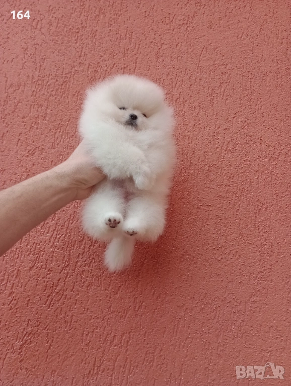 Миниатюрно мини момиченце. Померан. Реални снимки от 24.01.26 г., снимка 1