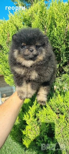 померан момче, снимка 1