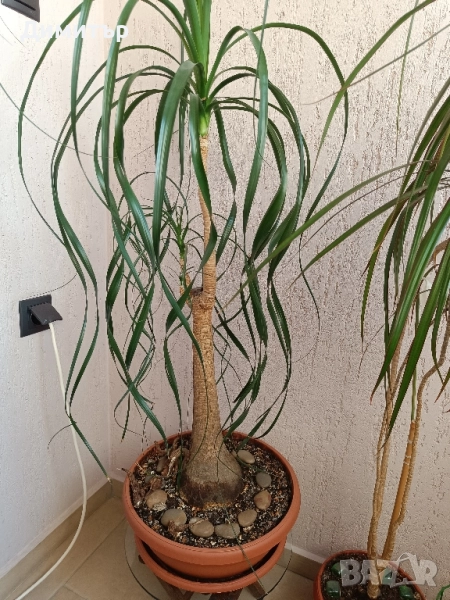 Палма нолина, снимка 1