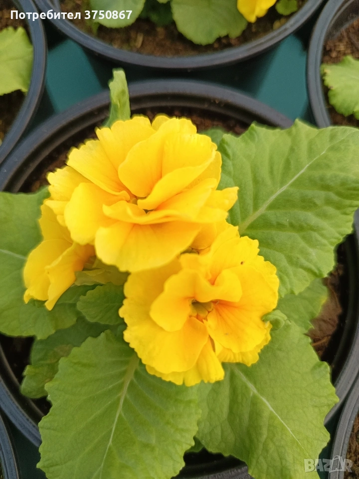 🌿💞🌸 Кичеста иглика, тип розичка, снимка 1