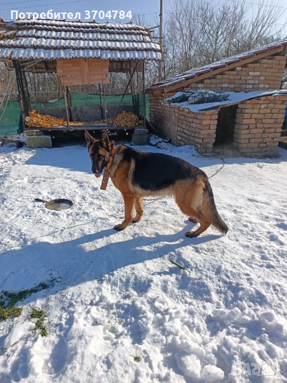 Продавам немска овчарка , снимка 1