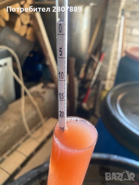 Грозде мерло и каберне, снимка 1