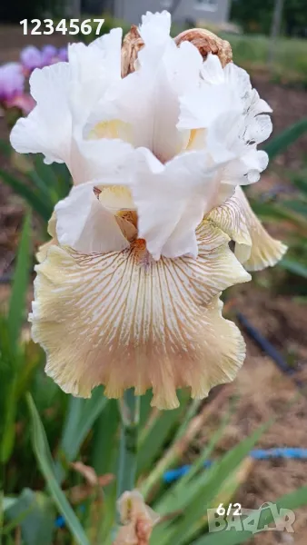Ириси ризоми от сортови брадати ириси, снимка 1