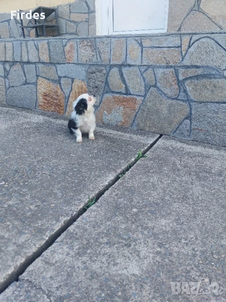 мъжки мини чихуахуа , снимка 1