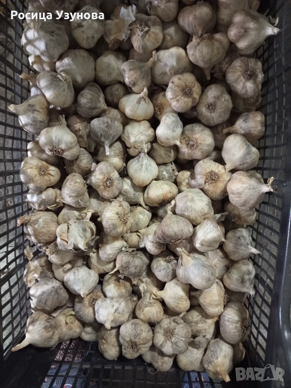 Български чесън , снимка 1