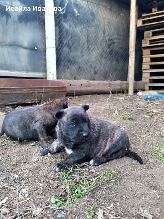 Малки белгийски овчарки , снимка 1