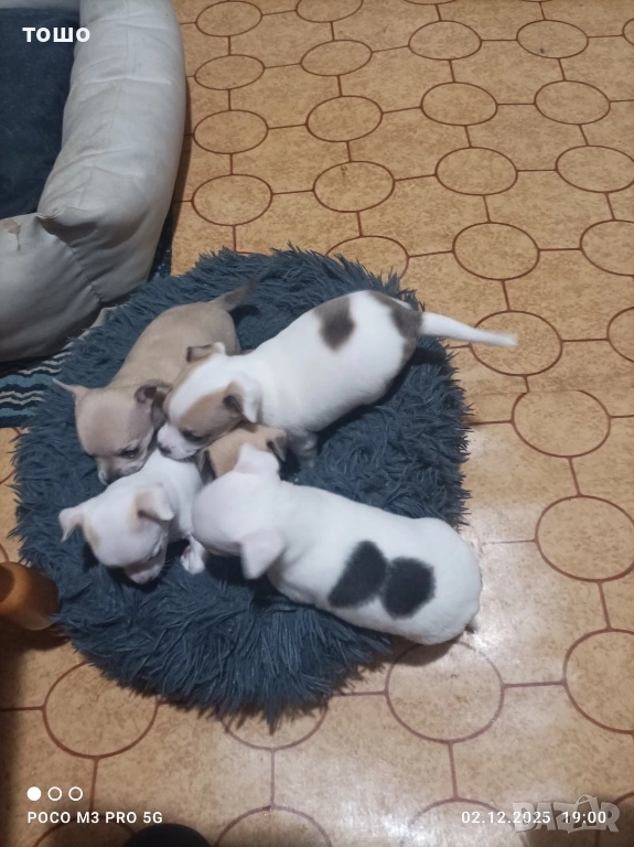 Сладки чихупинчери, снимка 1