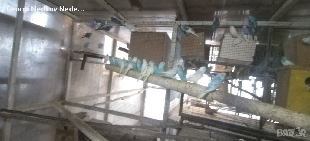 Продавам вълнисти , снимка 1