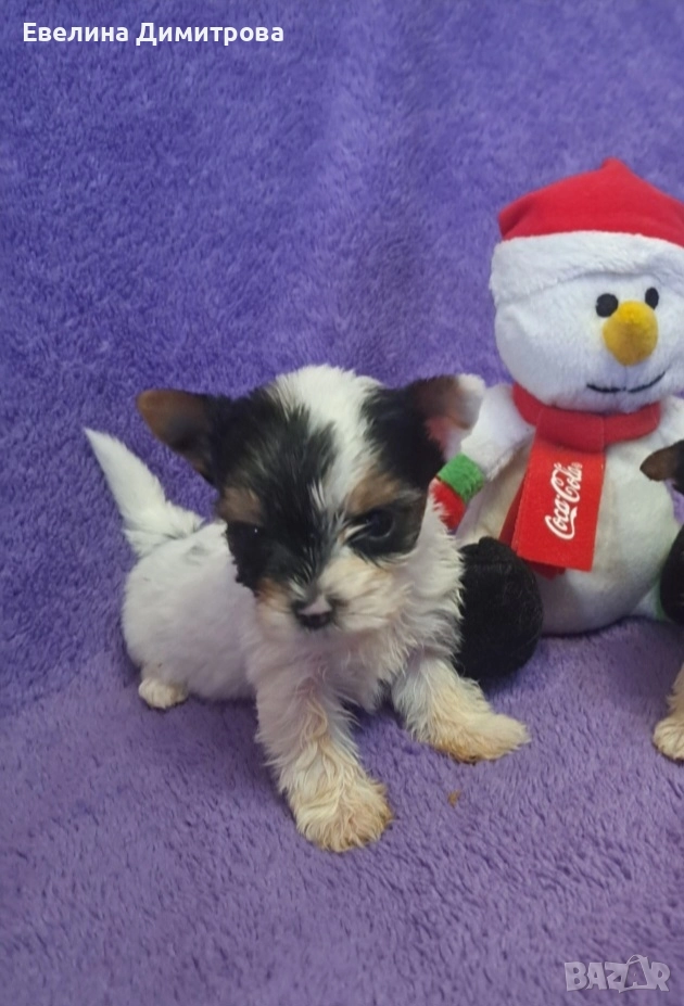 Йоркширски териер бивер момиче, снимка 1