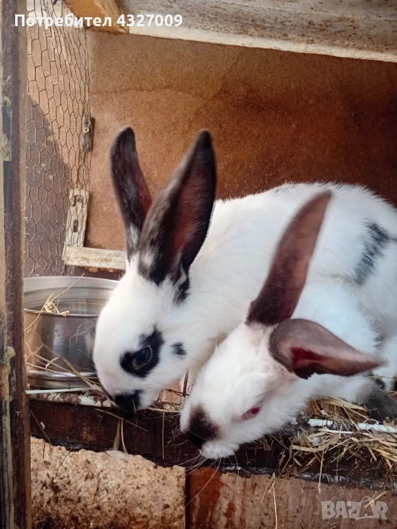 Продавам зайци , снимка 1
