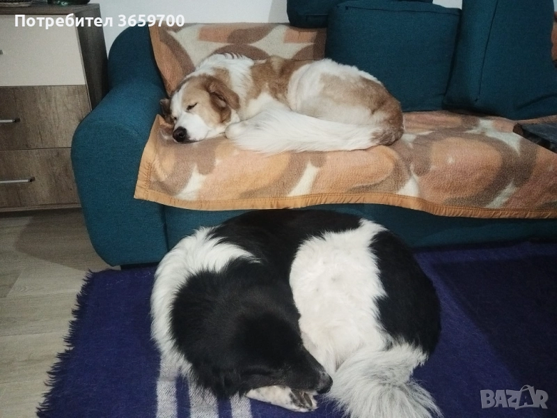 каракачански кученца, снимка 1