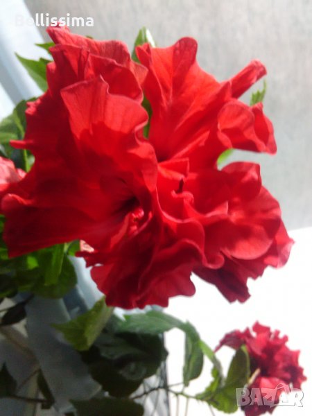 Кактуси, Китайски рози, Монстера делициус, снимка 1