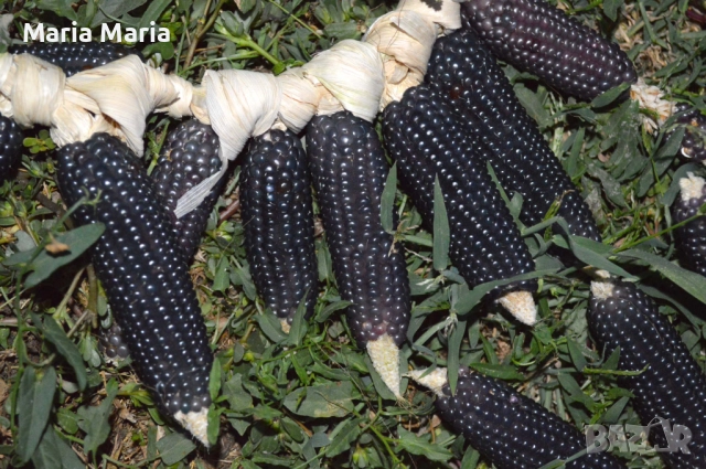 царевица черна- за пуканки - семена, снимка 2 - Сортови семена и луковици - 52441195