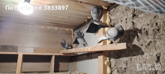 Пазарджишки и спортни гълъби