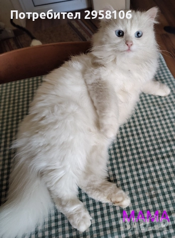 коте, снежно бяло момче, 8 мес., снимка 14 - Британска късокосместа - 51471264