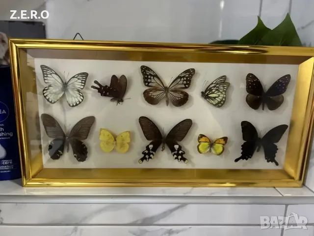 Рамка с екзотични пеперуди Азия, снимка 5 - Картини - 56117155