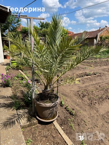 Финикова палма, снимка 2 - Стайни растения - 40883124