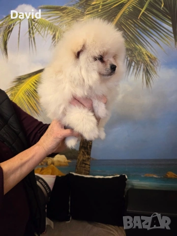 poпомеран, снимка 2 - Померан - 53131424