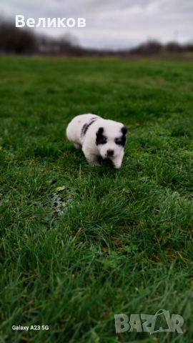 Алабай кученца Мъжкари , снимка 6 - Алабай - 52933193