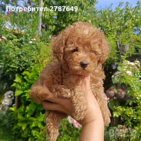 Той пудел ❤️ момиче, снимка 4 - Пудели - 56083617