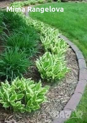 Пъстро листа хоста , снимка 2 - Разсади - 54198477