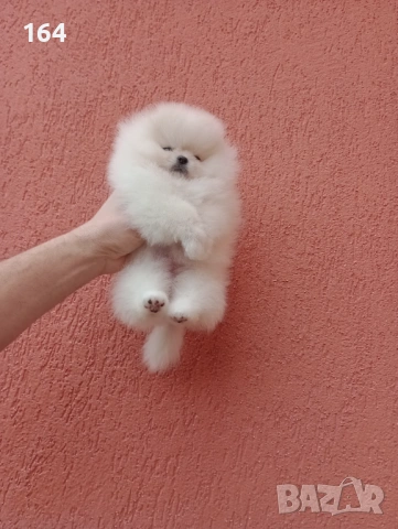 Миниатюрно мини момиченце. Померан. Реални снимки от 24.01.26 г.