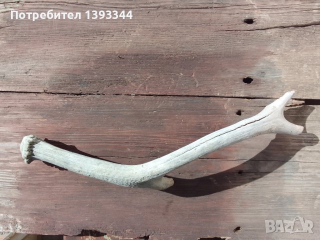 Еленов рог , снимка 3 - Декорация за дома - 44194724