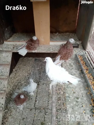 Купувам къдрави гълъби -льохнери , снимка 1