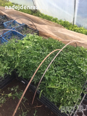 Разсад ранни домати краставици, снимка 11 - Разсади - 54052633