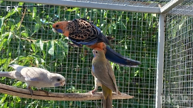 penantovi rozeli   , снимка 9 - Папагали - 51343821