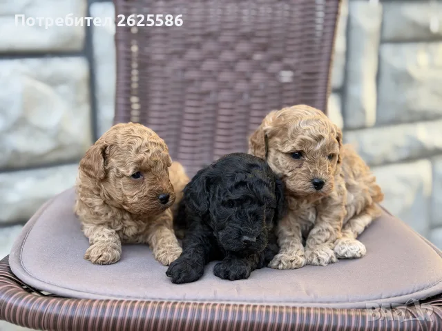Той пудел toy poodle