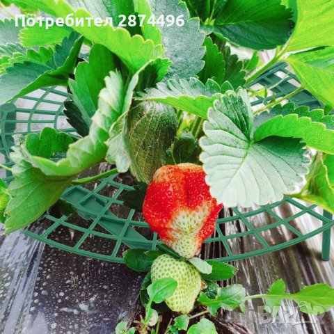 3700 Стойка за ягоди, снимка 7 - Други - 37875599