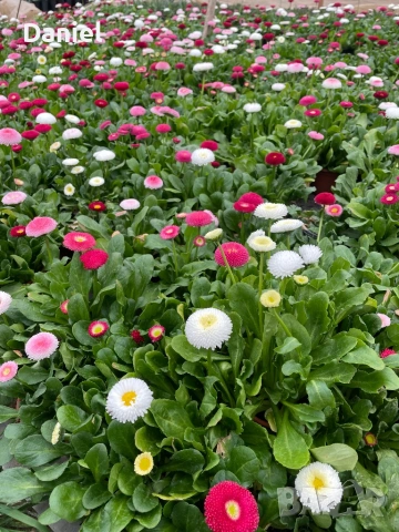 Теменужки и парички, снимка 15 - Градински цветя и растения - 53939781