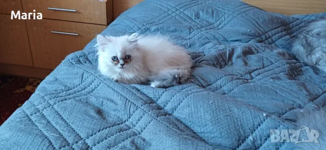 персийски котета, снимка 5 - Персийска - 56477836