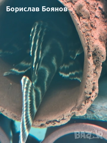 pleco, снимка 2 - Рибки - 54176529