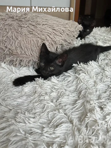Подарявам малко коте, снимка 3 - Други - 55993261