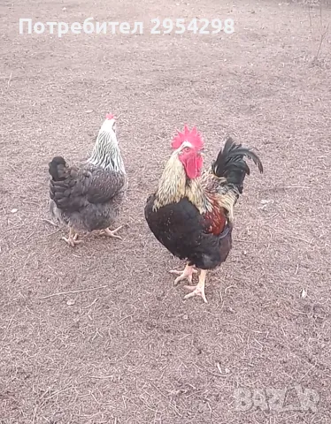 Катунски кокошки - разплодни яйца, снимка 3 - други­ - 49318643