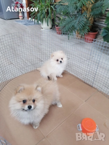 Померан Померанче