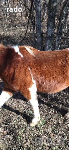 Кобила, снимка 9 - Коне - 54316822