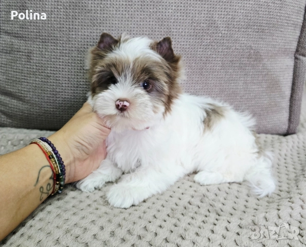 Момиче шокобери, снимка 2 - Йоркширски териер - 52652480