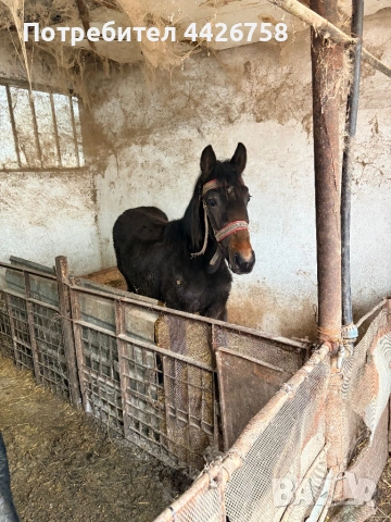 Конче , снимка 5 - Други - 54244590