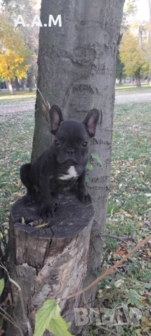 Френски булдочета 111 дни, снимка 2 - Други - 51492688