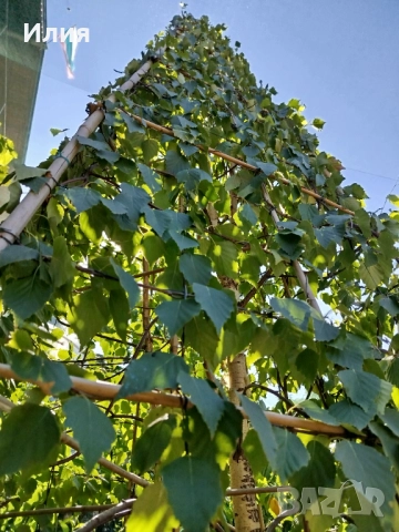 Бреза на формировка пирамида , снимка 17 - Градински цветя и растения - 51471282