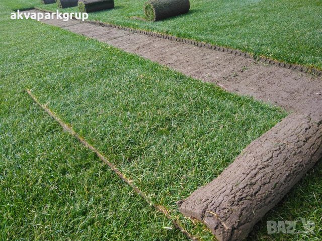 тревен чим, снимка 8 - Сортови семена и луковици - 22549508