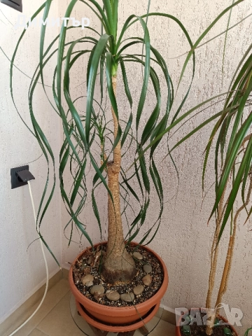 Палма нолина