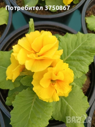 🌿💞🌸 Кичеста иглика, тип розичка